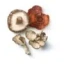 Mai-Shitake_Reishi-100x100.jpg.webp